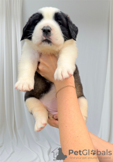 Photo №1. st. bernard - for sale in the city of Gomel | 1500$ | Announcement № 121033