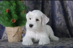 Photo №1. schnauzer - for sale in the city of Novosibirsk | 392$ | Announcement № 1447