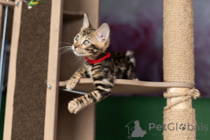 Photo №4. I will sell bengal cat in the city of Minsk. private announcement - price - 484$