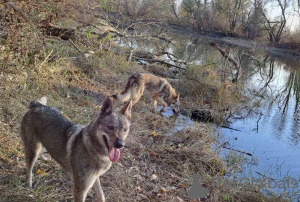 Additional photos: Czechoslovakian Wolfdog puppies