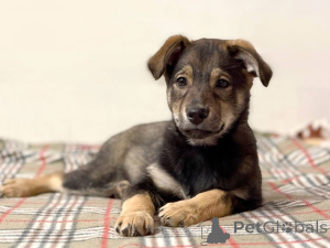Photo №1. non-pedigree dogs - for sale in the city of Moskova | Is free | Announcement № 163756