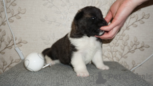 Photo №4. I will sell akita in the city of Yekaterinburg. from nursery - price - 460$