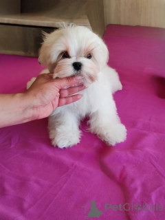 Photo №1. maltese dog - for sale in the city of Sofia | negotiated | Announcement № 152206