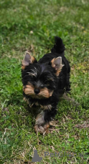 Photo №3. Cuccioli di Yorkshire Terrier in vendita. Italy