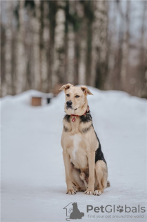 Additional photos: Wonderful dog Denver is in good hands.