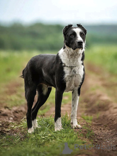 Photo №2 to announcement № 170553 for the sale of non-pedigree dogs - buy in Russian Federation private announcement
