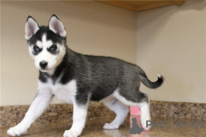 Photo №1. siberian husky - for sale in the city of Sveg | negotiated | Announcement № 158409