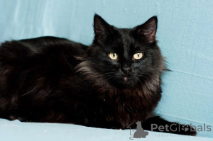 Photo №4. I will sell  in the city of Minsk.  - price - Is free