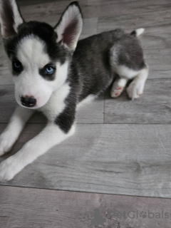 Additional photos: Australian shepherd puppies