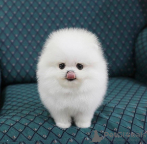 Photo №1. pomeranian - for sale in the city of Дрезден | 380$ | Announcement № 119501