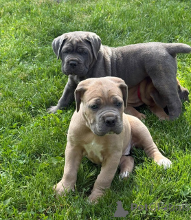 Photo №3. Nuttede Cane Corso hvalpe søger et kærligt hjem for altid. Denmark