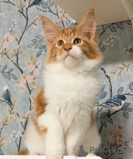 Photo №4. I will sell maine coon in the city of Boston. private announcement - price - negotiated