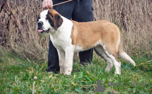 Photo №2 to announcement № 8126 for the sale of st. bernard - buy in Belarus from nursery