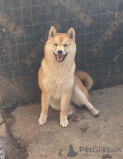 Photo №3. Shiba inu puppies. Serbia