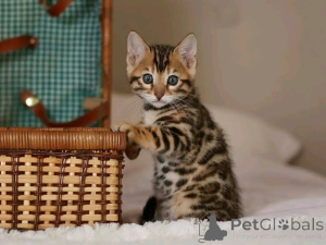 Photo №1. beagle - for sale in the city of Berlin | 568$ | Announcement № 163090