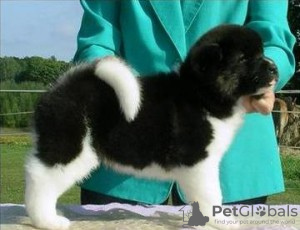 Photo №1. akita - for sale in the city of Schuby | 264$ | Announcement № 119056