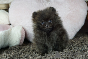 Additional photos: Rare exotic color of gorgeous Pomeranian boys