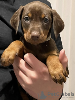 Photo №3. Dobermann hvalpe. Denmark