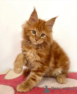 Photo №1. maine coon - for sale in the city of Berlin | 528$ | Announcement № 103867