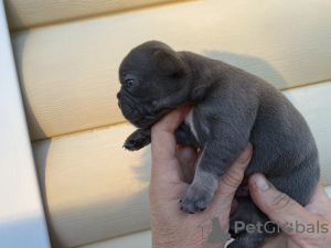 Photo №2 to announcement № 13246 for the sale of french bulldog - buy in Belarus breeder