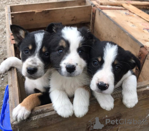 Photo №2 to announcement № 11594 for the sale of border collie - buy in Latvia private announcement