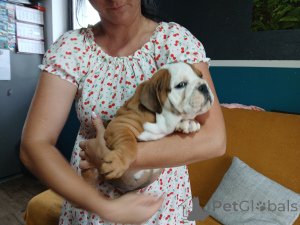 Photo №3. English bulldog. Poland