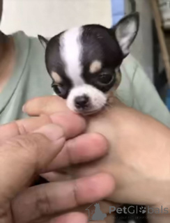 Photo №1. chihuahua - for sale in the city of Tennessee City | 700$ | Announcement № 165483