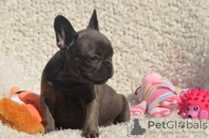 Photo №1. french bulldog - for sale in the city of Йеллоу Ферз | 282$ | Announcement № 129995