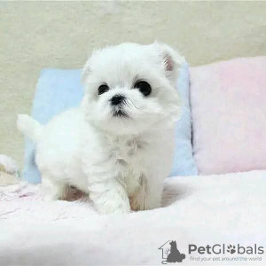 Photo №2 to announcement № 125610 for the sale of maltese dog - buy in United Kingdom 