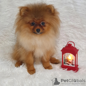 Photo №2 to announcement № 34401 for the sale of pomeranian - buy in Russian Federation private announcement