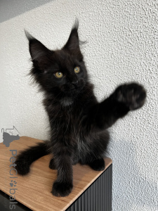 Photo №2 to announcement № 155991 for the sale of maine coon - buy in Russian Federation from nursery