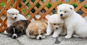 Photo №3. Akita Inu Puppies. Switzerland