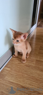 Additional photos: Abyssinian kittens of wild color