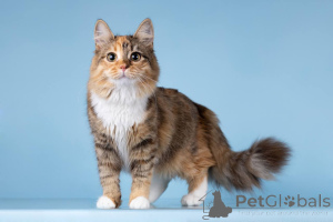 Photo №2 to announcement № 157015 for the sale of  - buy in Russian Federation private announcement