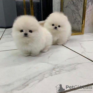 Photo №1. pomeranian - for sale in the city of Magnitogorsk | 423$ | Announcement № 111697