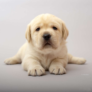 Photo №1. labrador retriever - for sale in the city of Żegary | Negotiated | Announcement № 1003