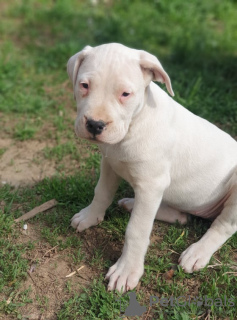 Photo №3. Dogo Argentino puppies. Russian Federation