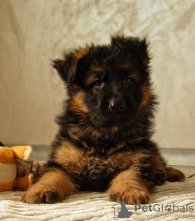 Additional photos: Long-haired German Shepherd puppies