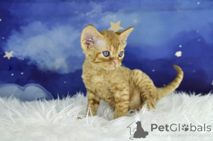 Photo №3. Kocięta rasy Devon Rex dostępne na sprzedaż. Poland