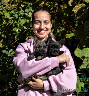 Photo №2 to announcement № 19761 for the sale of cairn terrier - buy in Romania breeder