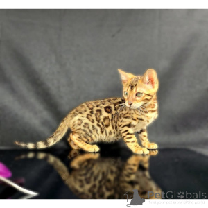 Photo №1. bengal cat - for sale in the city of Falkenstein | 361$ | Announcement № 174400