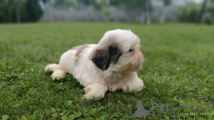 Photo №4. I will sell shih tzu in the city of Tarnów. breeder - price - 471$