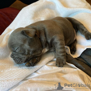 Photo №2 to announcement № 91410 for the sale of french bulldog - buy in Croatia private announcement