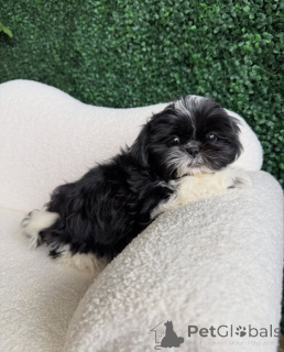 Photo №1. shih tzu - for sale in the city of ROVINARI | negotiated | Announcement № 165219