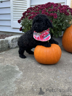 Photo №1. poodle (royal) - for sale in the city of Zingst | 452$ | Announcement № 138327