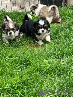 Photo №3. Adorable Shih Tzu Puppies for free adoption. Germany