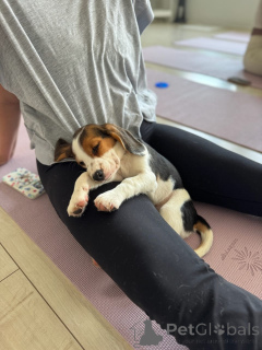 Photo №2 to announcement № 173336 for the sale of beagle - buy in Germany private announcement