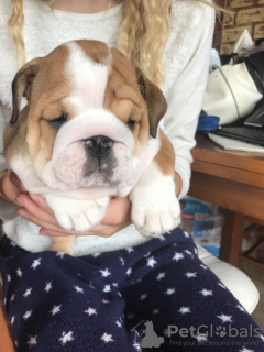 Photo №4. I will sell english bulldog in the city of Cottbus. breeder - price - 402$