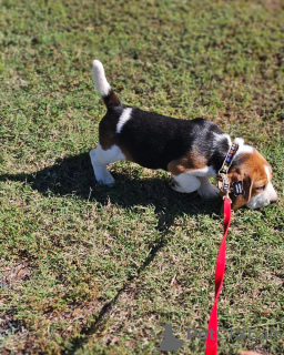 Photo №1. beagle - for sale in the city of Heidelberg | 450$ | Announcement № 127376