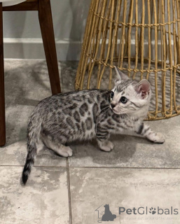 Photo №3. Affectionate Bengal Kittens Available Now. Germany